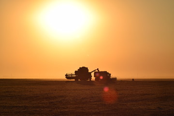 Fototapeta premium Harvesting by combines at sunset.