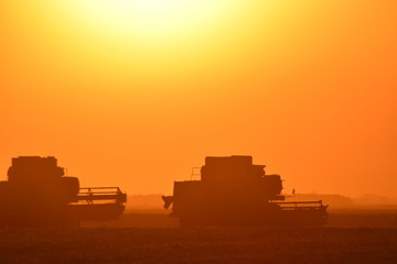 Fototapeta premium Harvesting by combines at sunset.