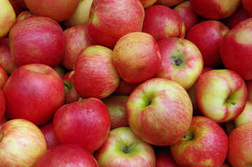 Fototapeta na wymiar Reddish yellow apples piled and ready for market