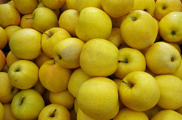 Mounds of yellow apples for market detail