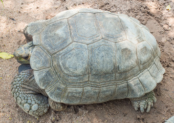 Obraz premium Old big turtle on the ground in the zoo.