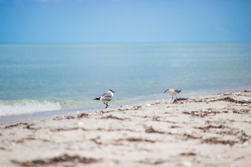 Seagulls on the Beach