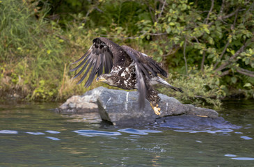 Obraz premium Young eagle flies over the water fishing for salmon