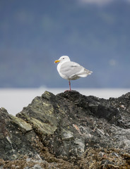 A lone seagull stands on a rock
