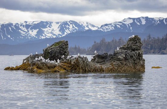 Seagulls and black footed Kittiwake's on a rock island in Alaska