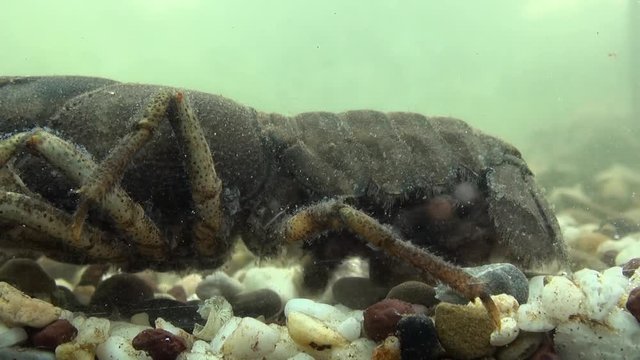 crawfish  - astacus astacus - under water