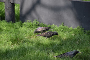 Starlings walk on the grass