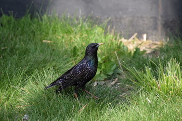 Starlings walk on the grass