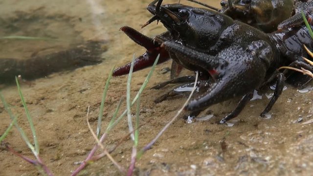 crawfish  - astacus astacus - under water