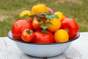 Tomatoes with green leaves in metal bowl in garden on sunny day