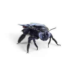 bumble bee