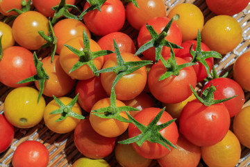 Big harvest in home garden