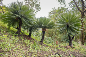 Naklejka premium Cycad palm tree in the forest Umphang Tak ,Thailand.