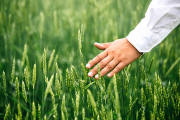 The hands of a farmer in a white shirt, touching ripening wheat