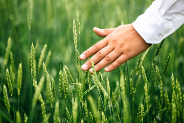 The hands of a farmer in a white shirt, touching ripening wheat © tatiana1987