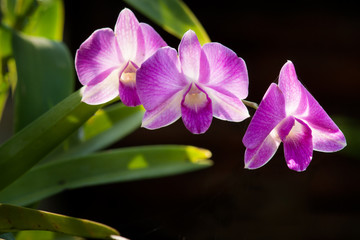 Purple orchid