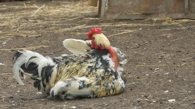 Portrait of a cock with the bald neck on the courtyard on the countryside.