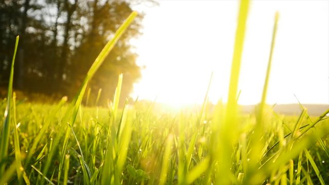 green grass field background. farming harvesting ecology scene. vibrant vivid