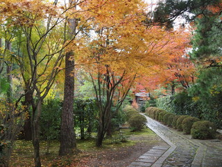 秋の京都　大徳寺　高桐院