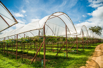 Grape farm in the countryside of Thailand.