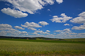 Fototapeta na wymiar Rural landscape grain field