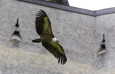 Werfen Falcon Show