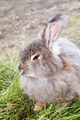 Fototapeta premium Angora rabbit on a grass
