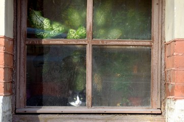 The cat sits outside the window.