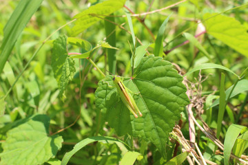 葉の上のイナゴの幼虫