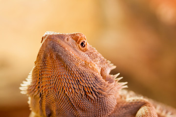 Portrait einer Bartagame - Der durchdringende Blick eines Reptils
