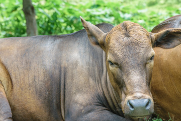 cow9