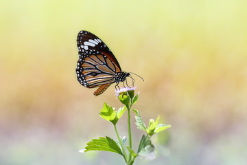 Beautiful butterfly