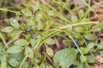 Blueberries mirtolistnaya