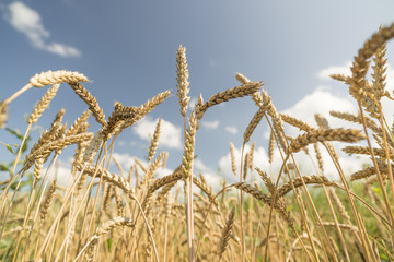 Obraz premium wheat