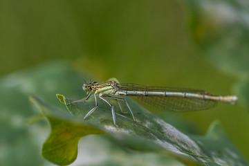 libellenweibchen