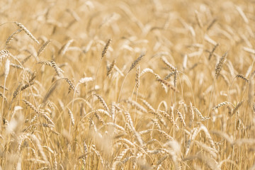 ears of wheat