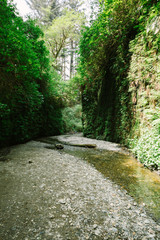 Fototapeta premium Scenic Fern canyon with creek and fallen trees.