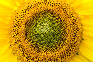 Sunflower field on a sunny day. Background of sunflower.
