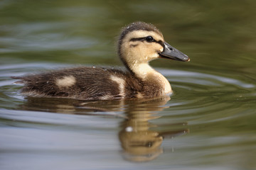 Mallard, Duck, Anas platyrhynchos - Nestling.
