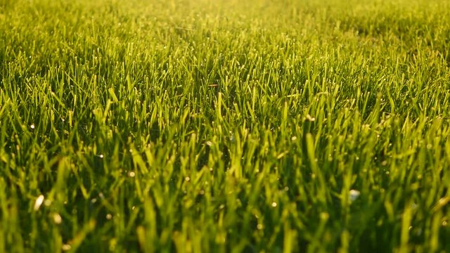 field of green grass background. farming harvesting ecology scene. vibrant vivid