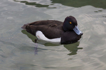 Wild Duck