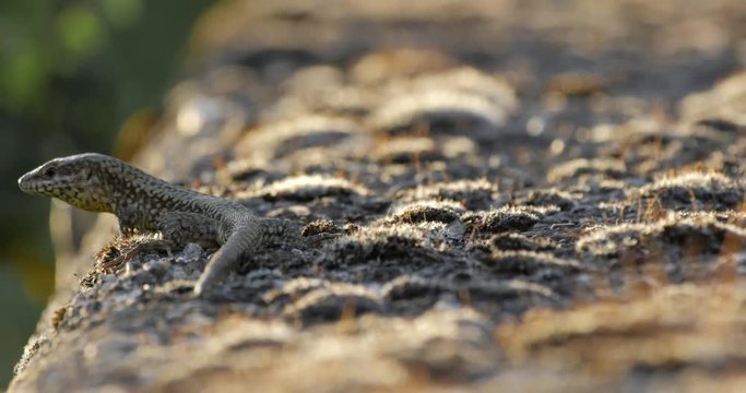macro di lucertola al tramonto 2