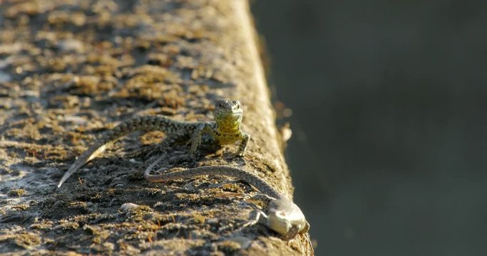 coppia di lucertole su muretto al tramonto 