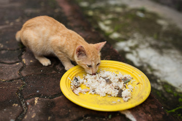 cats eating rice