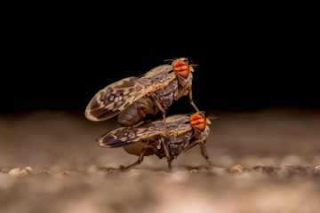 Mating of two Flies Macro Nature Backgrounds, and Insects Collec