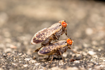 Mating of two Flies Macro Nature Backgrounds, and Insects Collec
