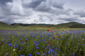 coltivazioni in fiore nella piana di Castelluccio di Norcia