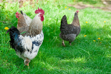 Hens and rooster