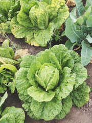 forks young cabbage on a bed garden plots