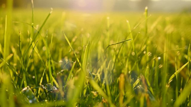 green grass field background. farming harvesting ecology scene. vibrant vivid